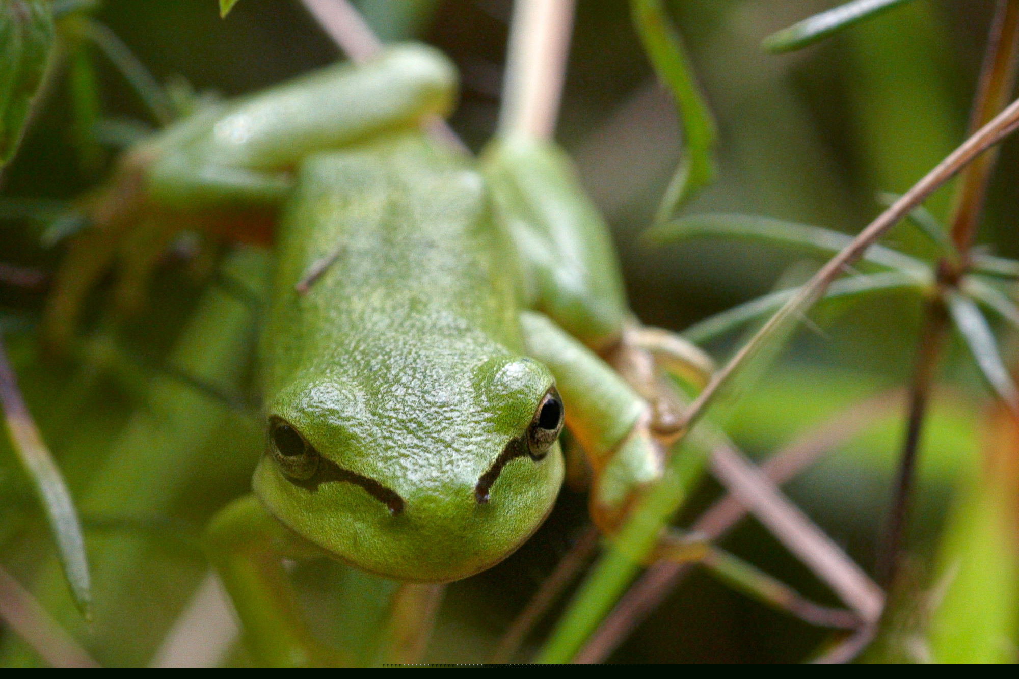 Tree frog
